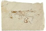 Cretaceous Shrimp Fossil With Incredible Detail - Lebanon #235580-1
